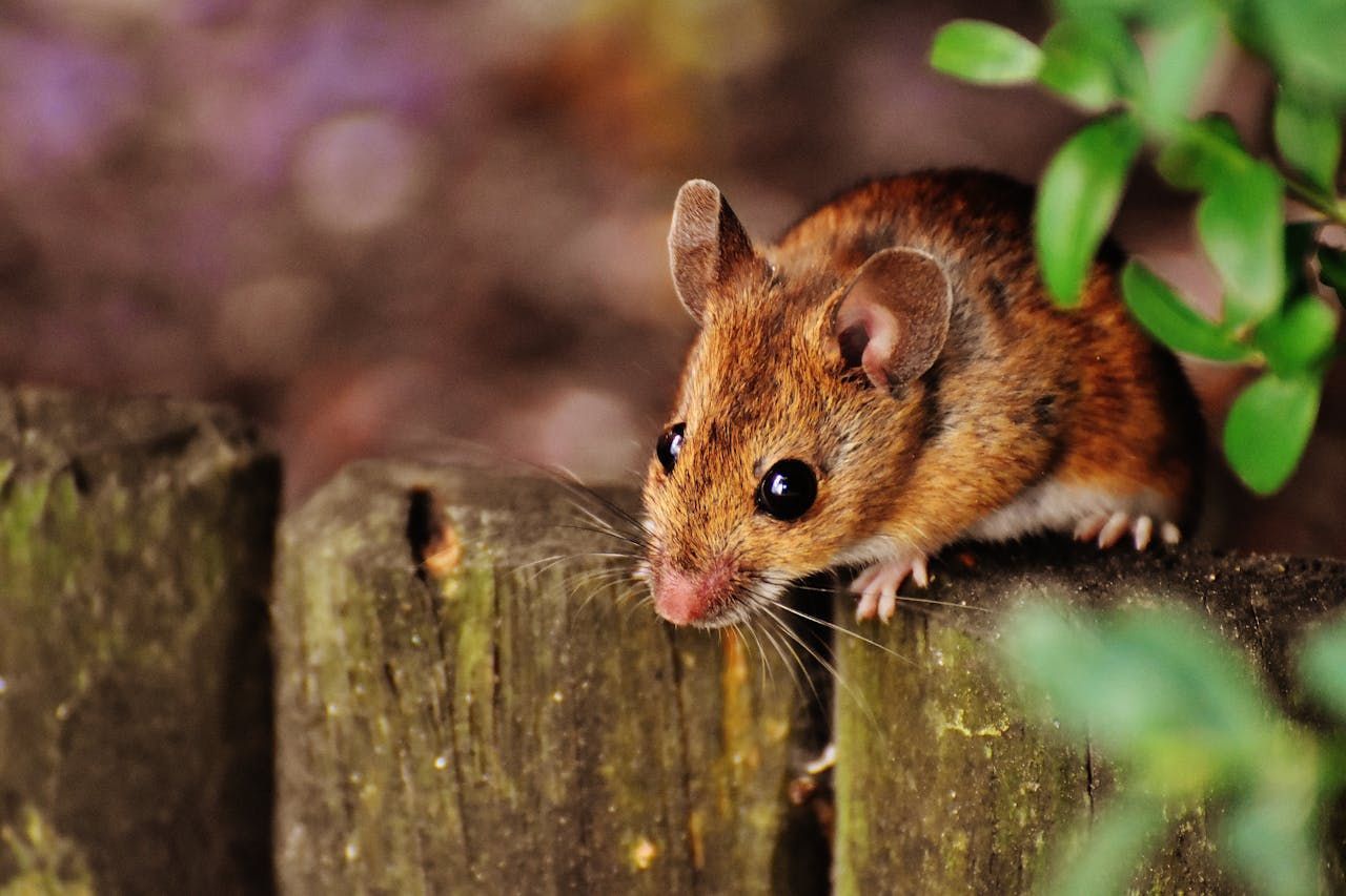 close-up of rodent