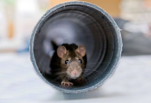 rat inside pipe showing common rodent infestation in homes