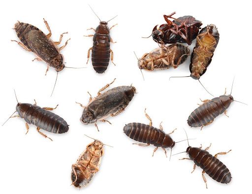 Cockroaches of various sizes on a white background, illustrating common pests addressed by pest cont