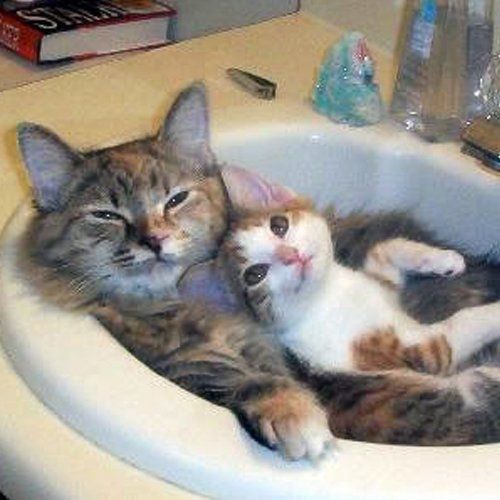 cat grooming services