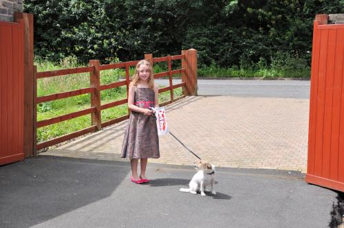 Cat grooming services