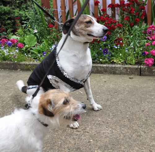 Cat grooming services