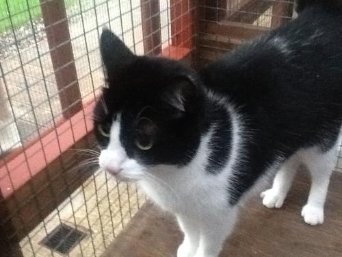 Cat grooming services