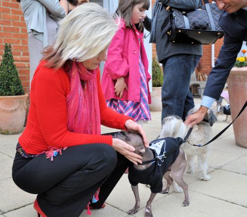 Cat grooming services