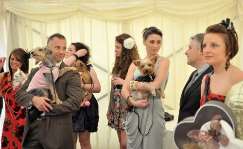 Cat grooming services