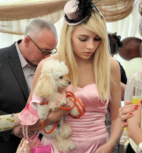 Cat grooming services