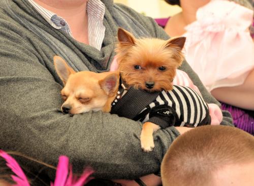 Cat grooming services