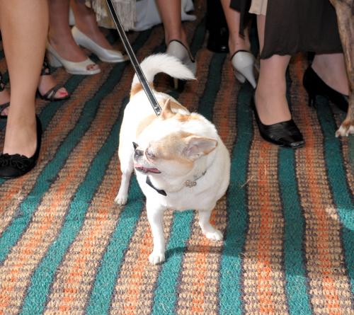 Cat grooming services