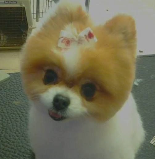 Pomeranian dog with a teddy bear cut and bow, white and tan fur, looking at the camera.
