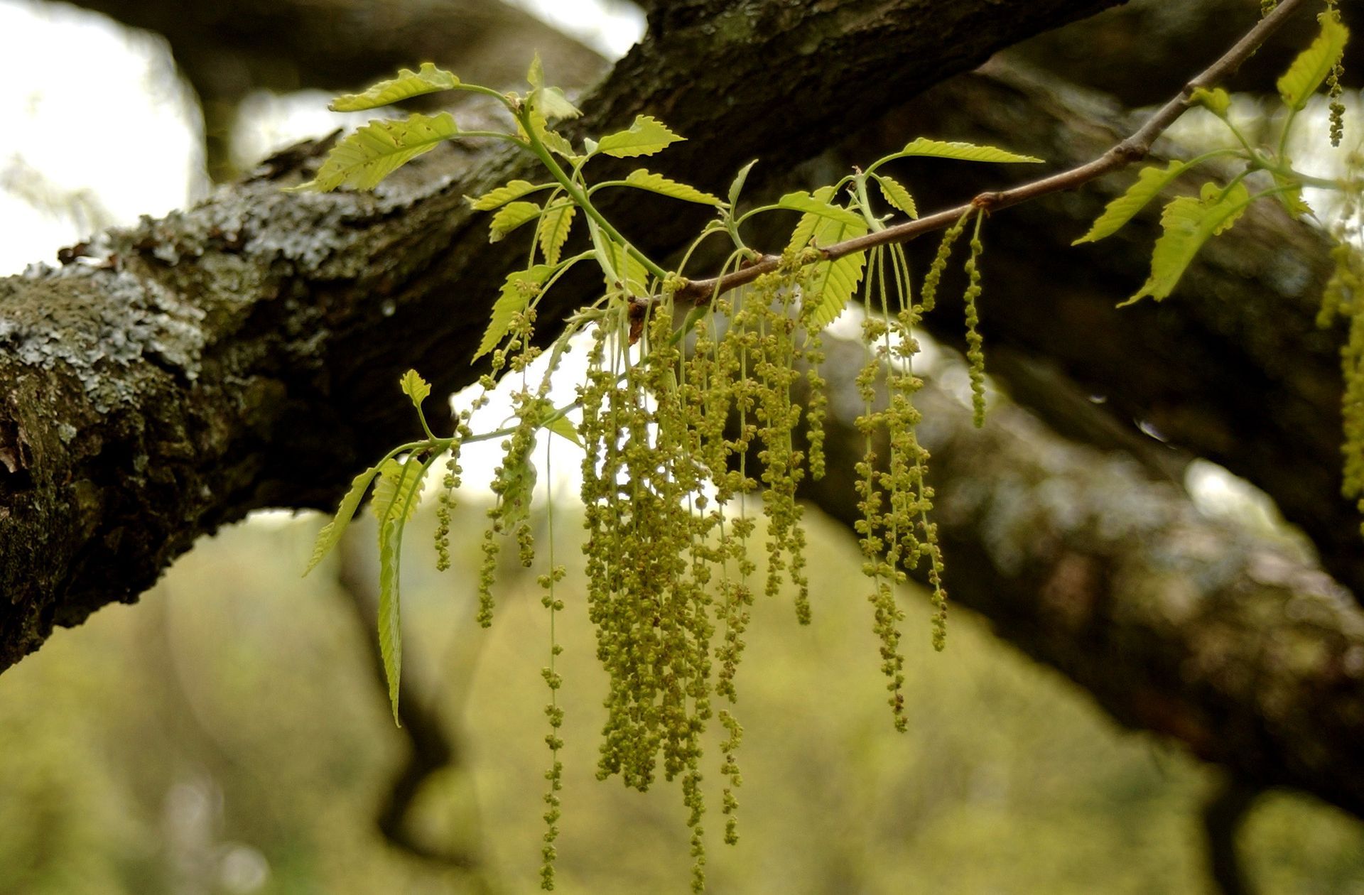 Close-up of tree branches with green leaves and dangling, light green catkins in an outdoor setting.
