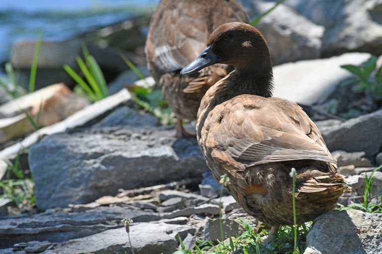Two brown ducks near rocks and water, one duck in focus with a dark beak.