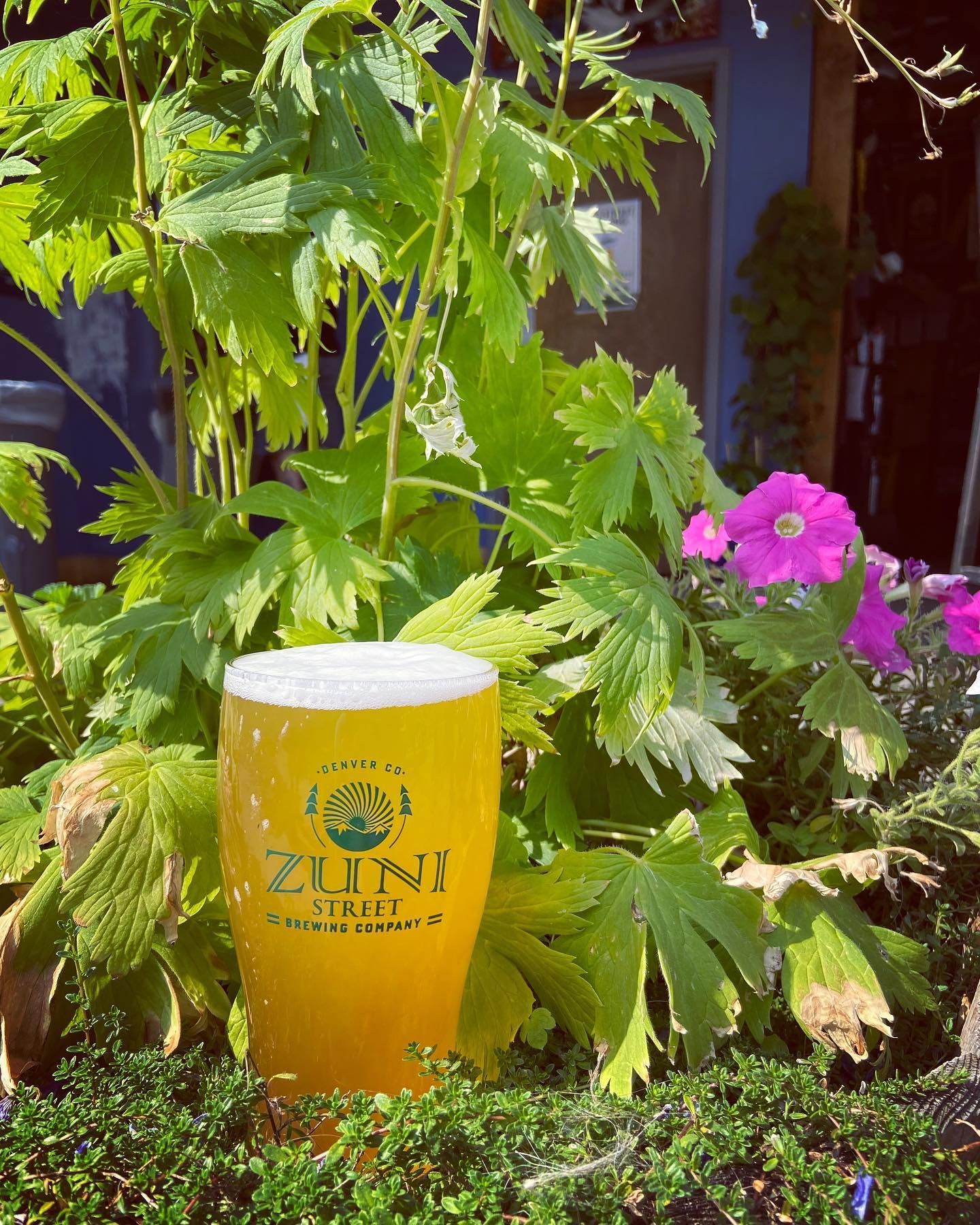 A glass of beer is sitting in a garden surrounded by plants and flowers.