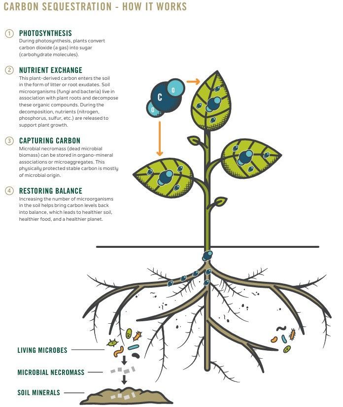 A diagram of a plant with roots and leaves showing how carbon sequestration works through photosynthesis.