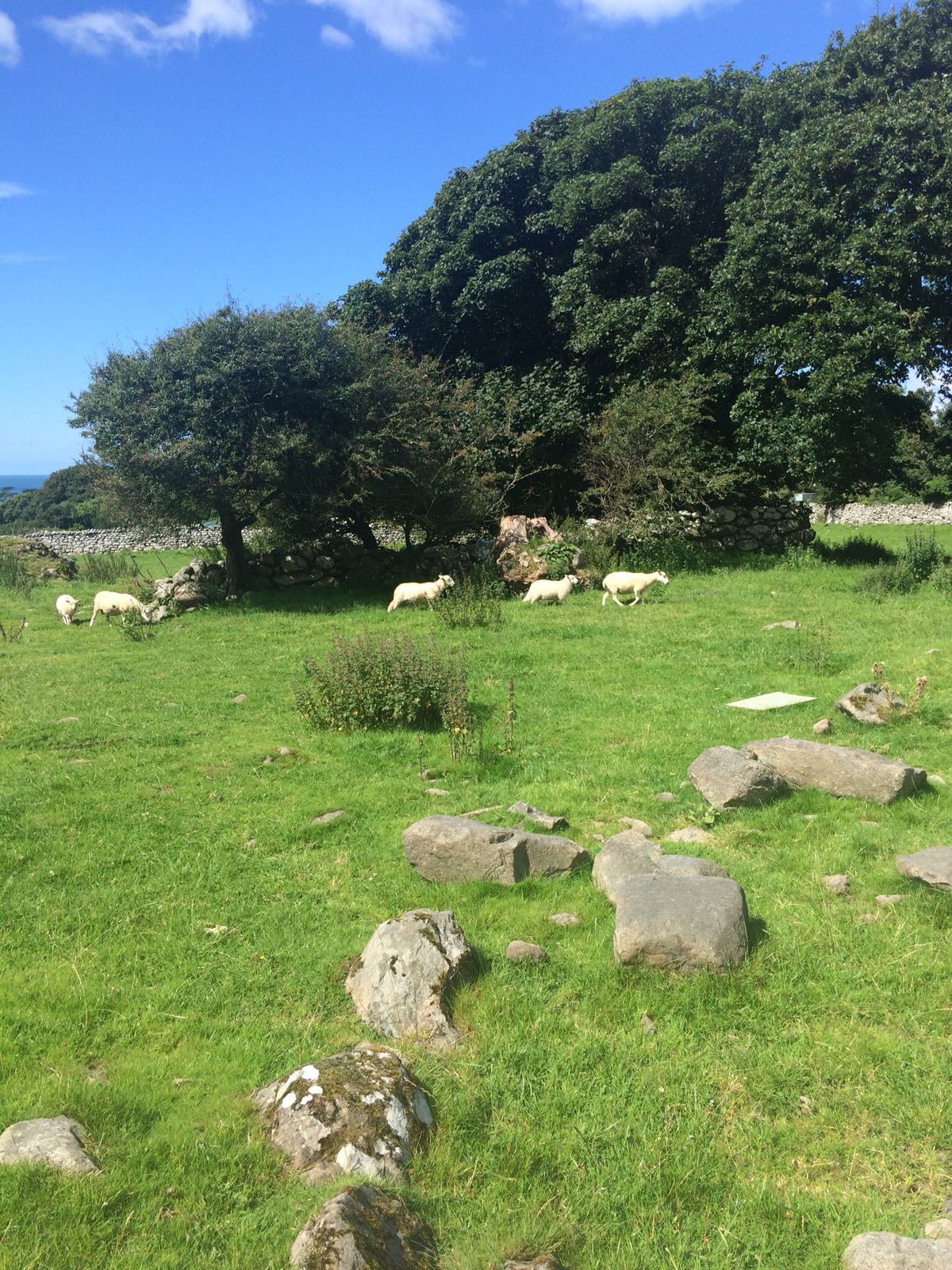 Petfriendly camping at Llwyn Griffri Farm
