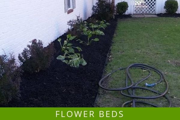 Flower bed beside a white house, with young plants in dark mulch and a garden hose on the grass.