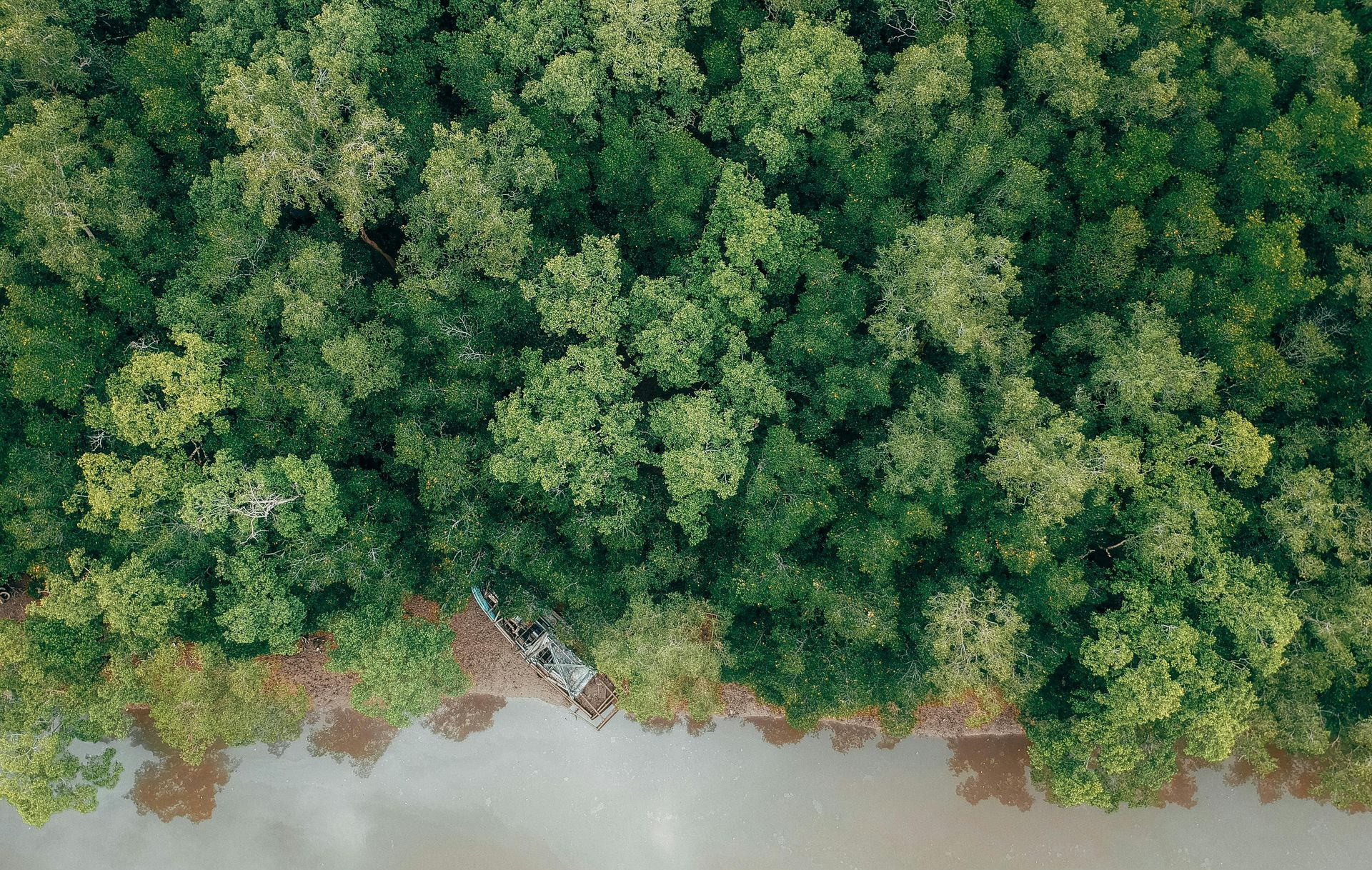 Aerial view of lush green trees lining a muddy riverbank.