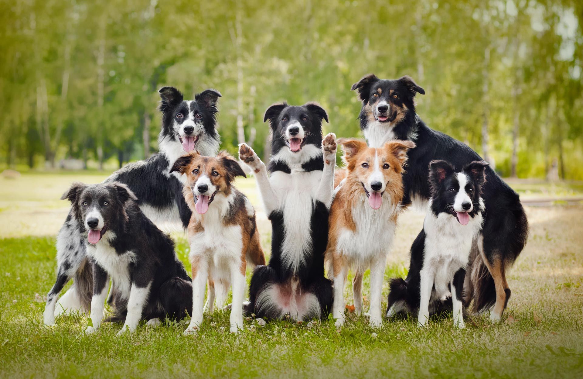 A group of border collies are posing for a picture