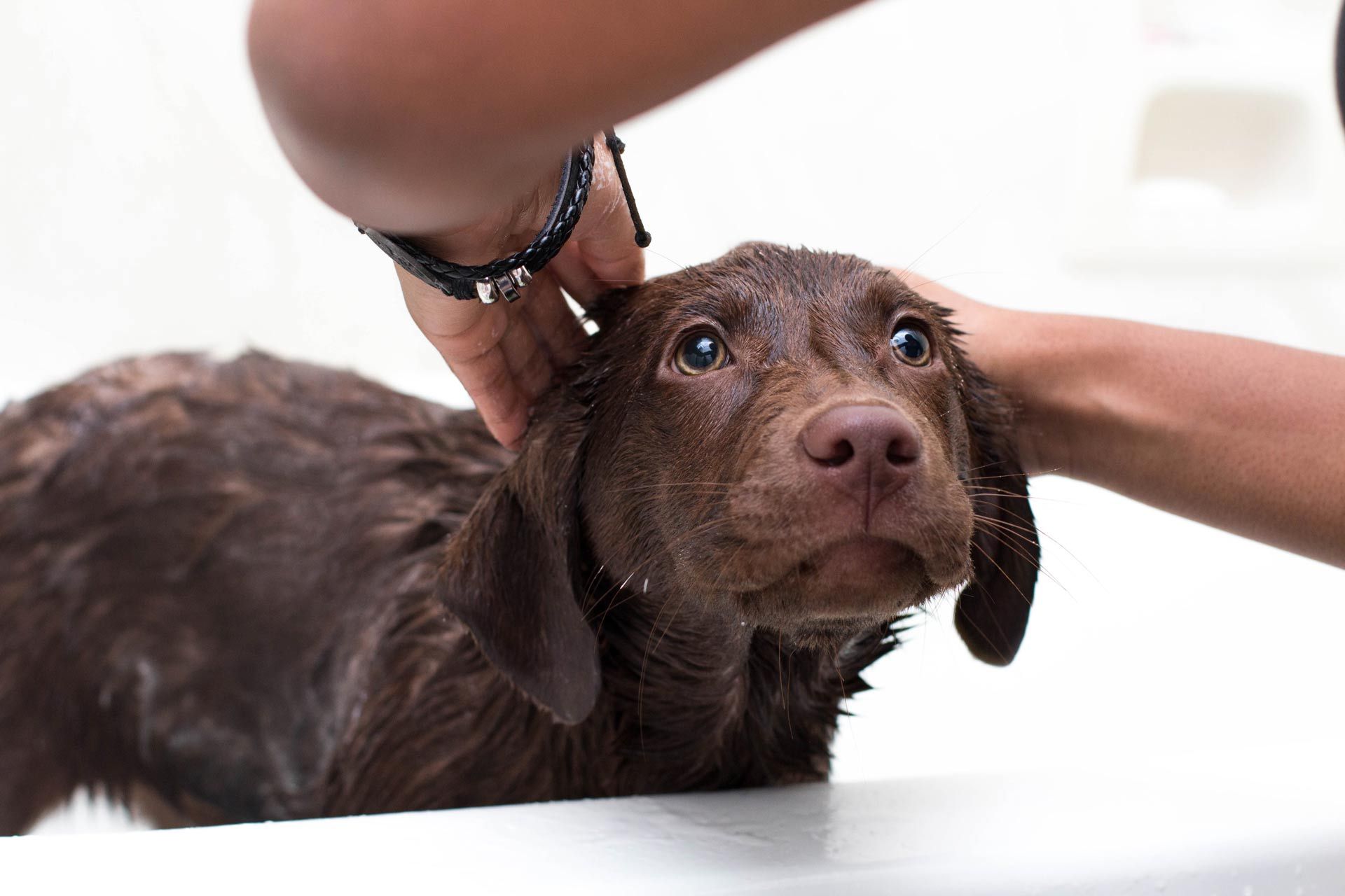 A person is washing a brown dog in a bathtub