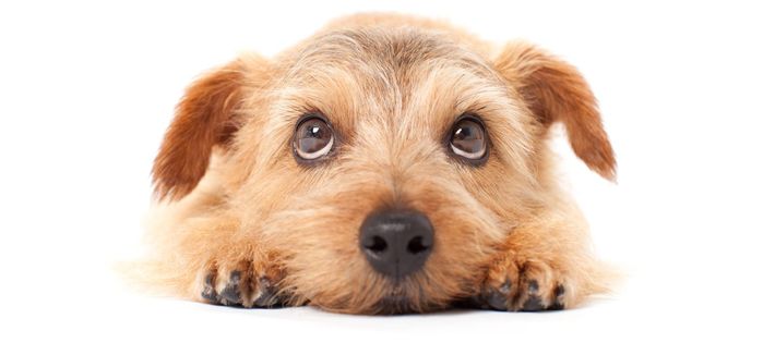 A small brown dog is laying down and looking at the camera