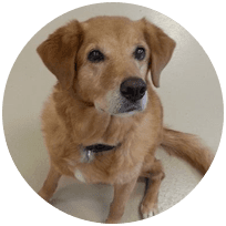 A brown dog is sitting and looking at the camera