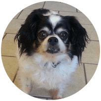 A small black and white dog is sitting on a tiled floor and looking at the camera