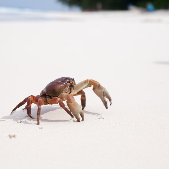 Гор рак. Гора крабов. Краб на солнышке лежал. Terrestrial Crab. Ocypodinae.