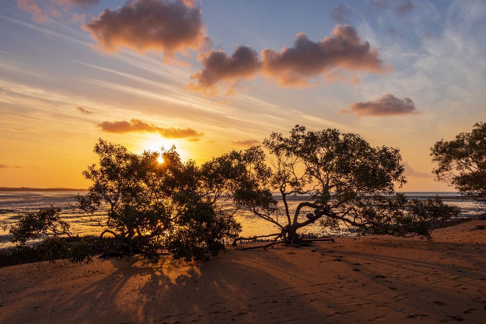A Golden Sunset Illuminates Silhouetted Mangrove Trees on a Sandy Beach — Reynolds Built In Caloundra, QLD