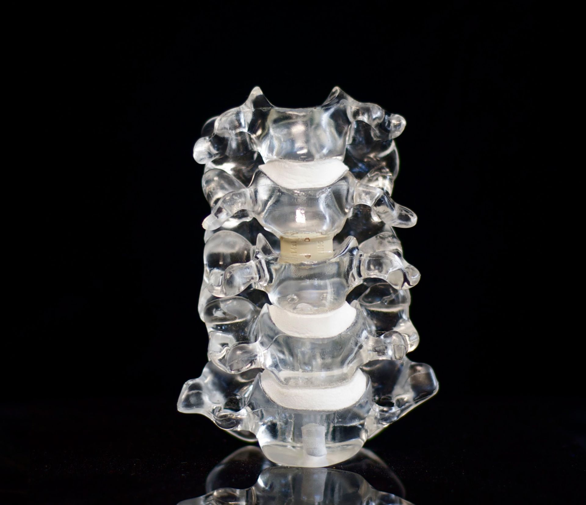 A clear plastic model of a human spine on a black background.