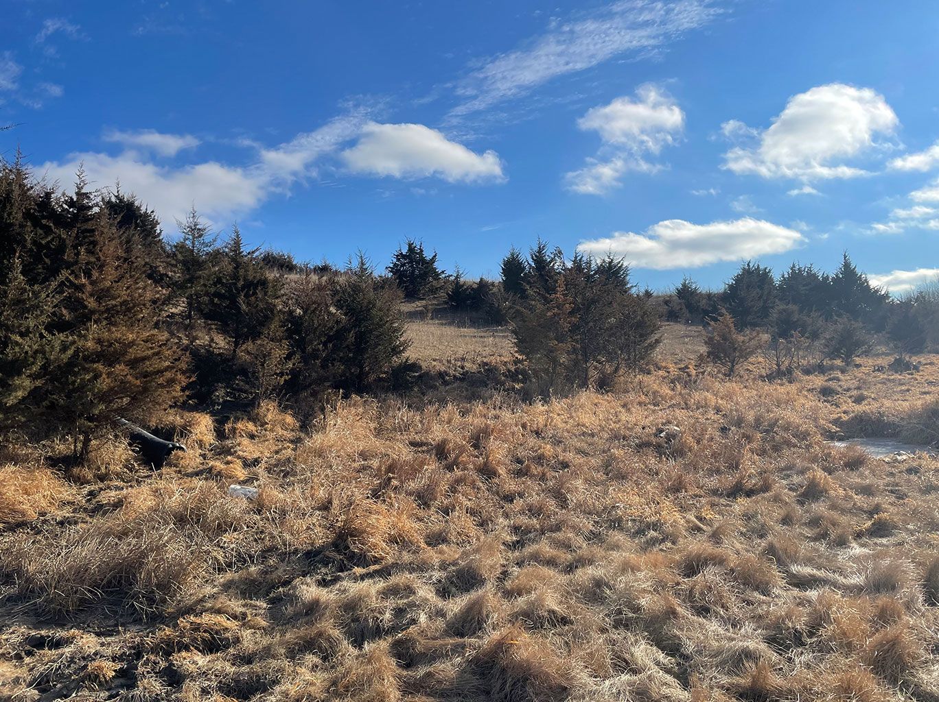 Dry, brown grassland with scattered evergreen trees under a bright blue sky with puffy white clouds.