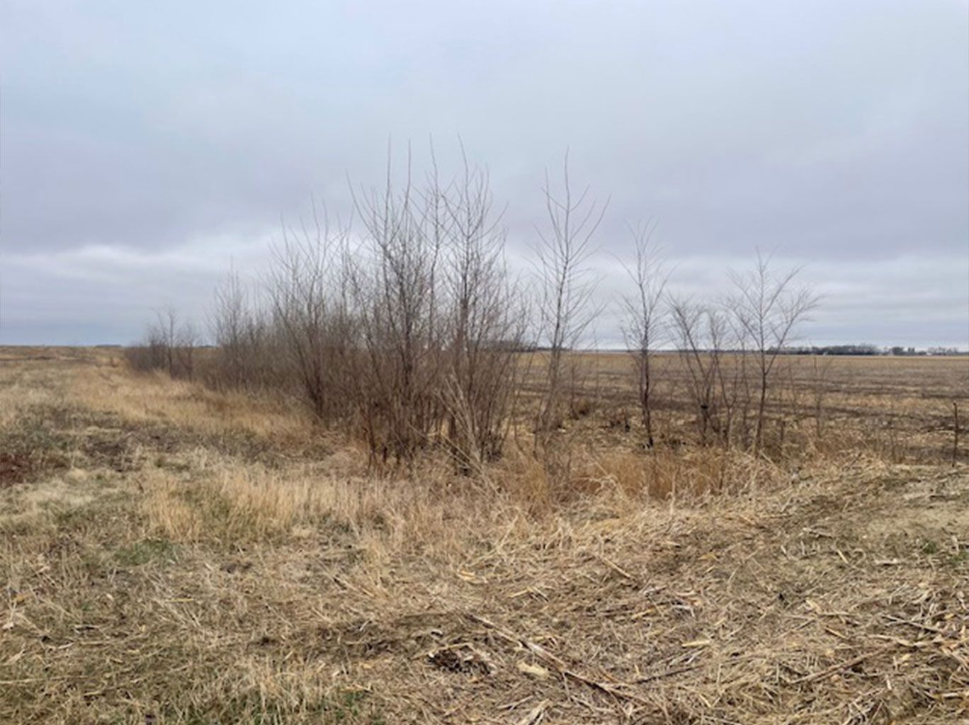 Field with bare trees in a row, under a cloudy sky. Dry grass in the foreground.