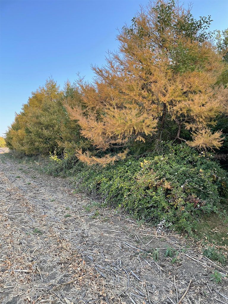 Row of trees with varying fall foliage, green to golden, against a blue sky. Ground covered in leaves.