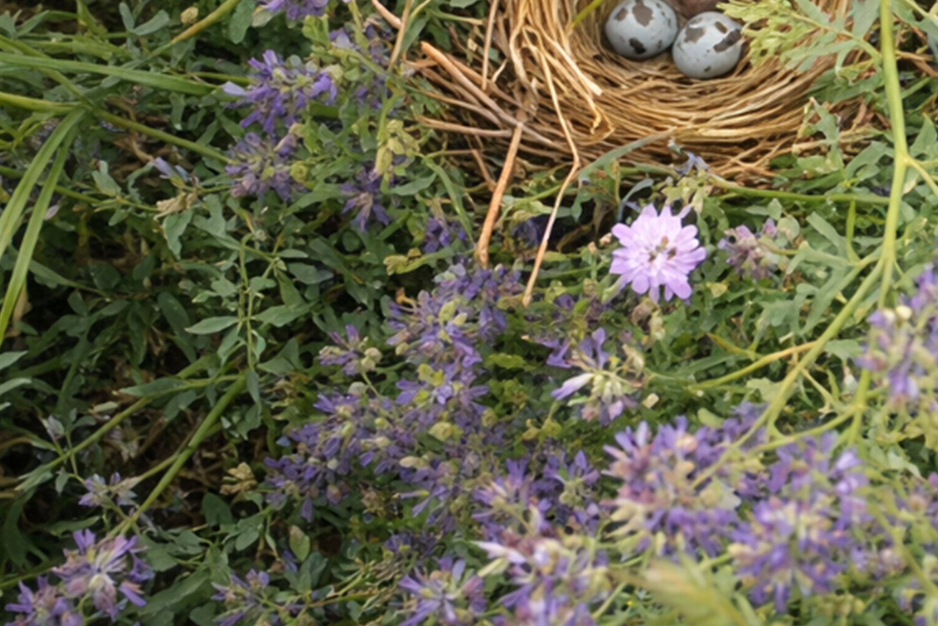 Audubon & Conservation Grazing field day