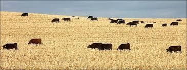 A herd of cows are grazing in a field of corn stalks.