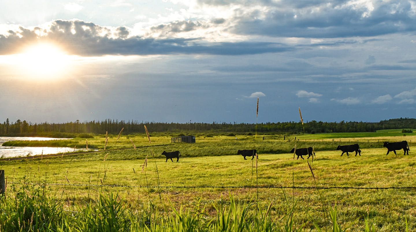 Northeast Minnesota farm