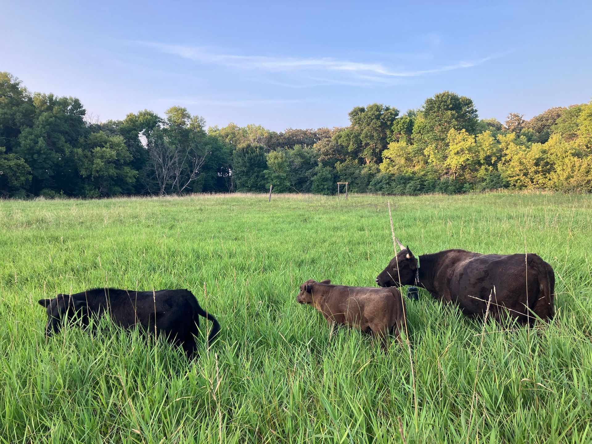 Virtual Fencing & Beef Grazing field day