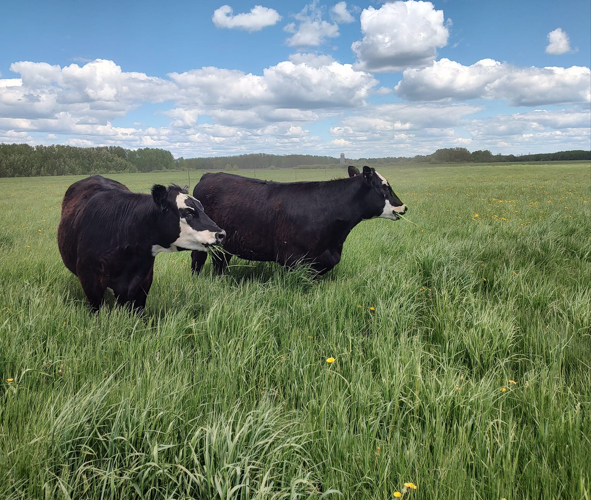 Little Timber Farm, Blackduck MN