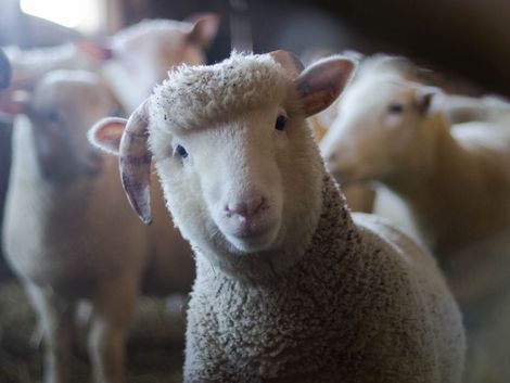 A group of sheep are standing in a pen and looking at the camera.