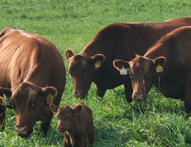 Port-Haven Farm, Sleepy Eye MN