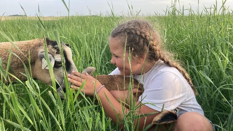 A herd of sheep standing in a barn looking at the camera.