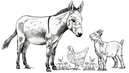 A sketch of a donkey, a chicken, and a goat standing together on a patch of grass.