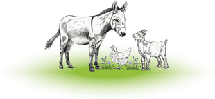 A line drawing of a donkey, a chicken, and a goat standing together on a patch of green grass.