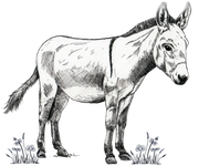 A black-and-white line drawing of a donkey standing in a patch of small flowers and grass.