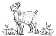 A line drawing of a small goat standing in a field of daisies.