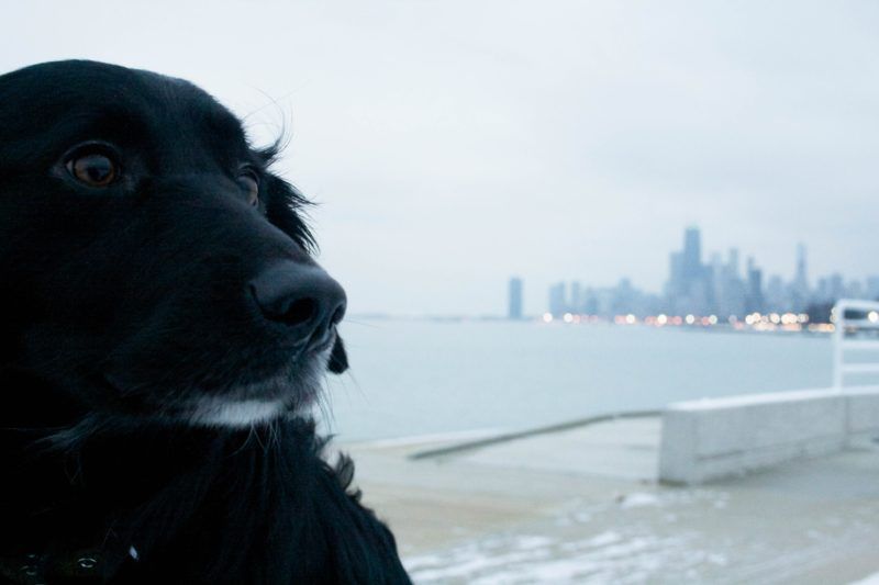 A black dog looking out over a body of water