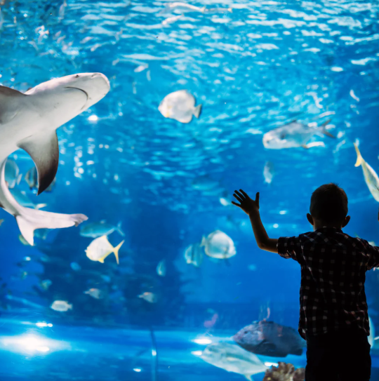 Child with arms raised, watching sharks and fish in a large aquarium. Blue water, glass, and light.