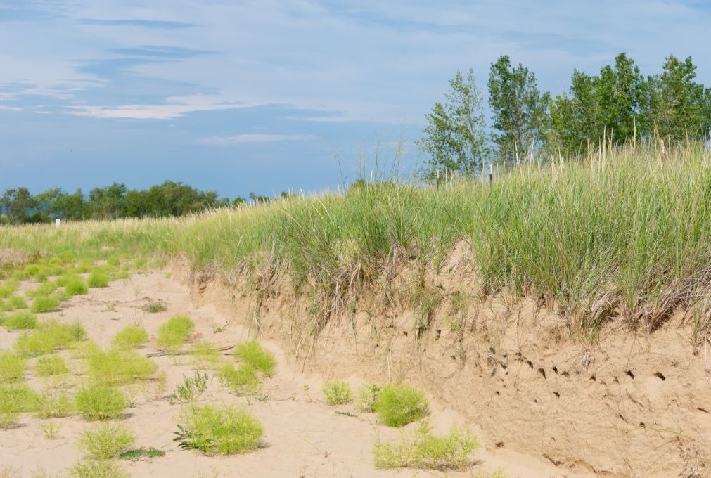 A sand dune with grass growing out of it and trees in the background.