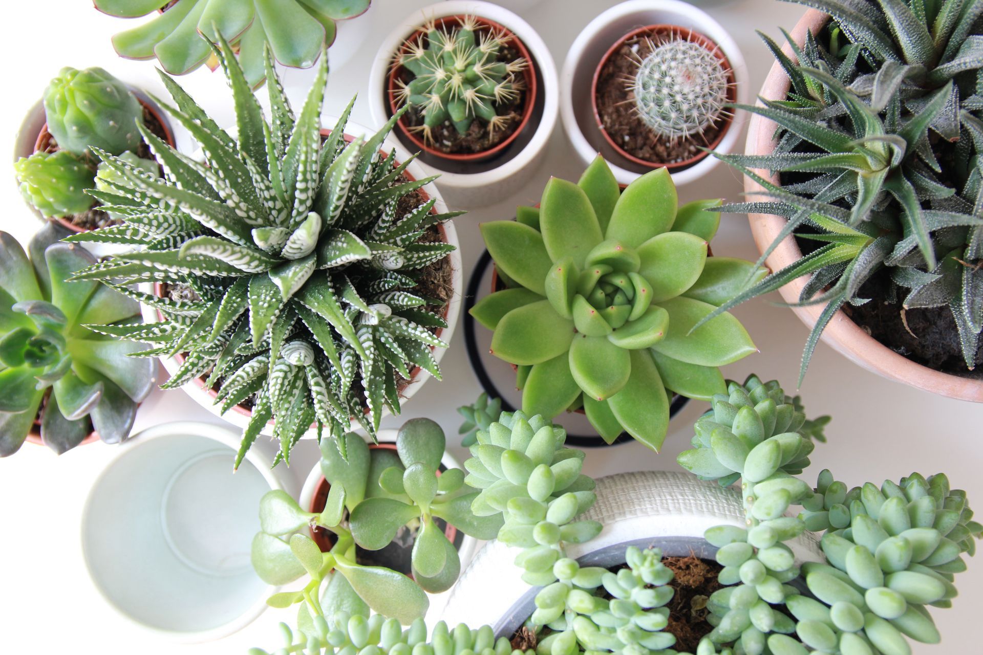 There are many different types of succulents in pots on the table.
