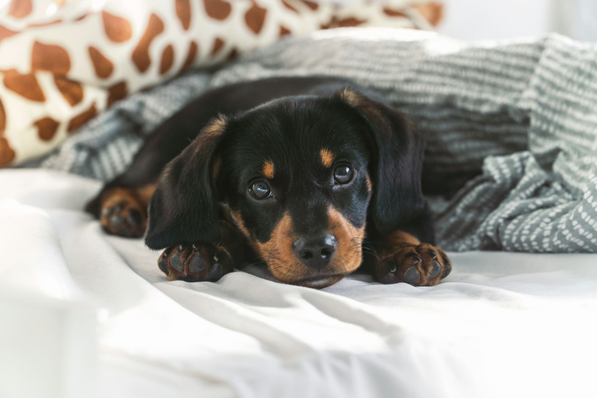 A dachshund puppy is laying on a bed under a blanket.