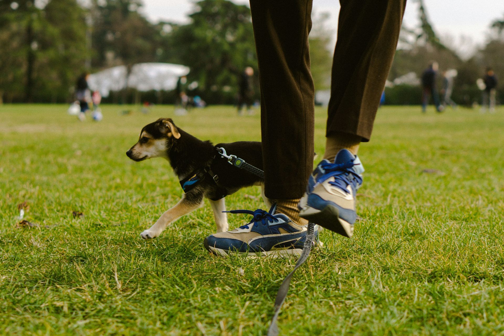 A person is walking a small dog on a leash in a park.