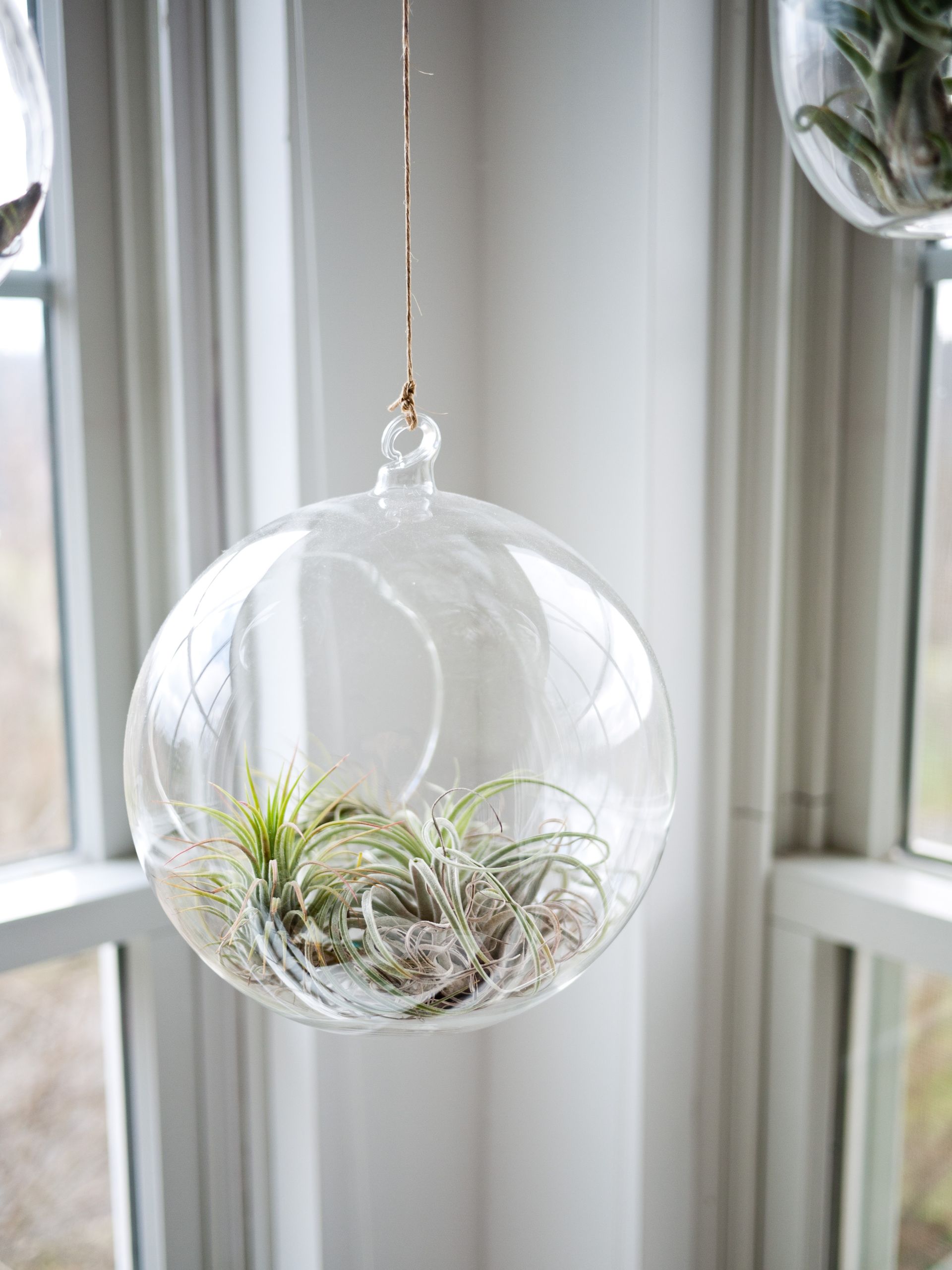A glass ball filled with air plants is hanging from a window.